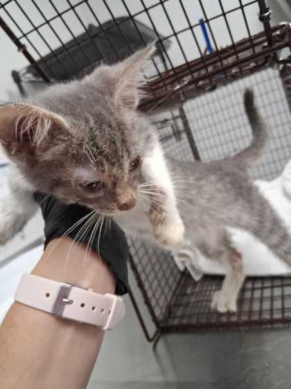 NADIA - Domestic Shorthair / Mix available for adoption