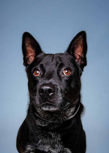 FLOPPY - Terrier / Mix available for adoption