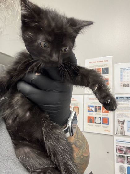 ALEXANDRITE - Domestic Shorthair / Mix available for adoption