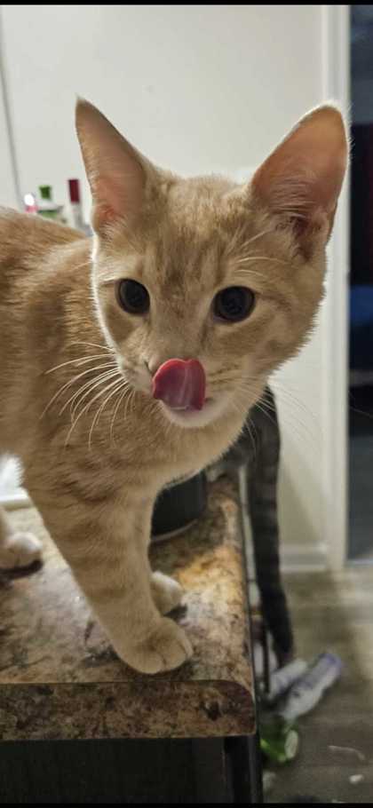 HOMECAT - Domestic Shorthair / Mix available for adoption