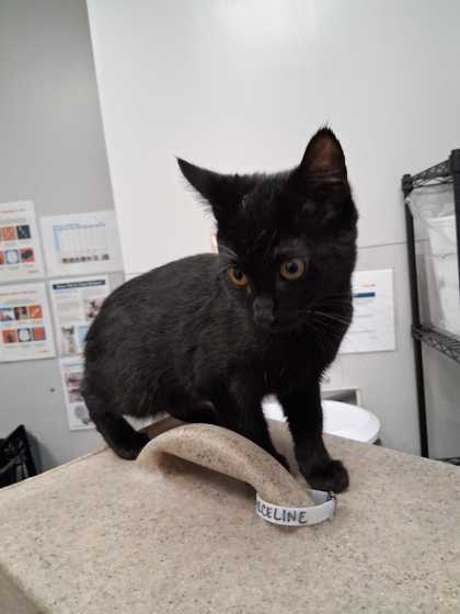 CATAPULT - Domestic Shorthair / Mix available for adoption