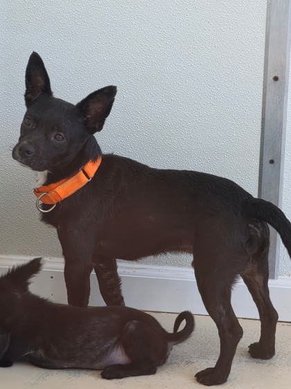 APOLLO - Short Coat Chihuahua / Mix available for adoption