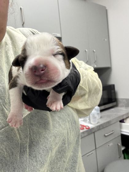THORN - Mixed Breed, Medium (up to 44 lbs fully grown) / Mix available for adoption