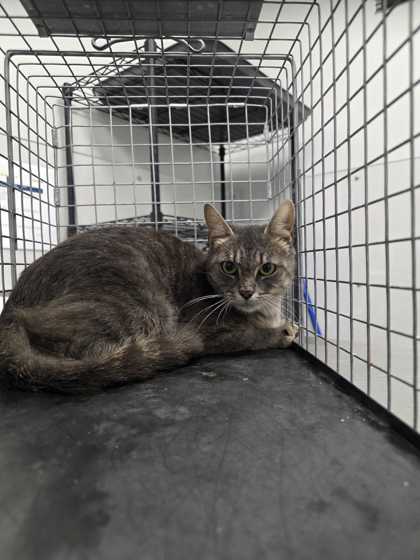 AYLA - Domestic Shorthair / Mix available for adoption