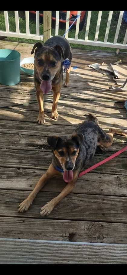 MARBLE - Catahoula Leopard dog / Australian Cattle Dog available for adoption