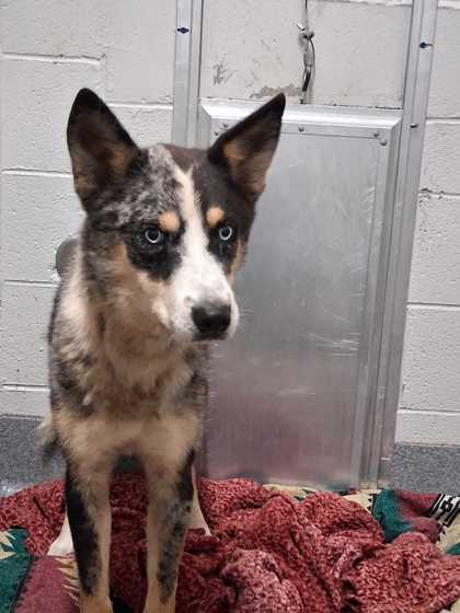 SAUCIE - Mixed Breed, Small (under 24 lbs fully grown) / Mix available for adoption