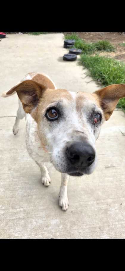 PICKLES - Australian Cattle Dog / Mix available for adoption