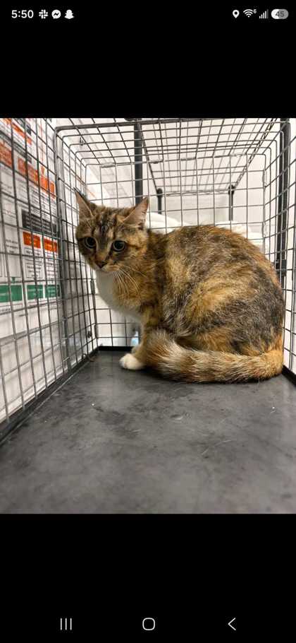 BIXBITE - Domestic Shorthair / Mix available for adoption