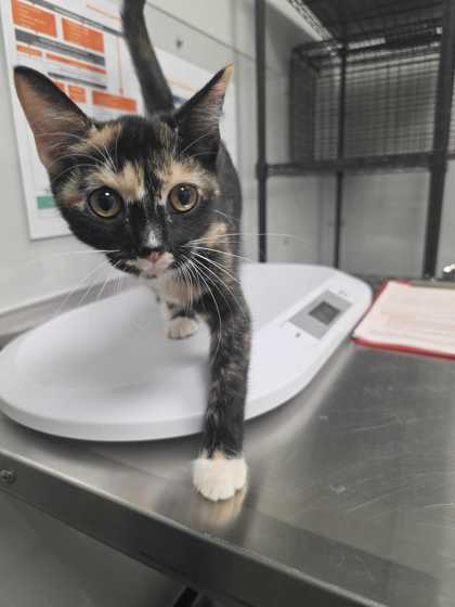 NERDLUCK - Domestic Shorthair / Mix available for adoption