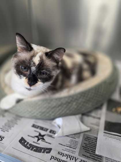 NEEKI - Siamese / Mix available for adoption