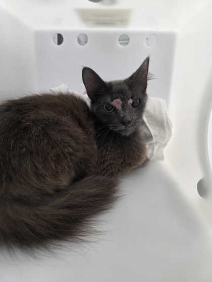 REGINA GEORGE - Domestic Shorthair / Mix available for adoption
