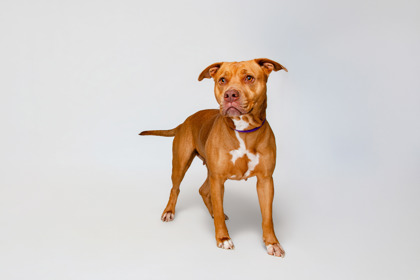 ZULA - American Pit Bull Terrier / Mix for adoption in Knoxville