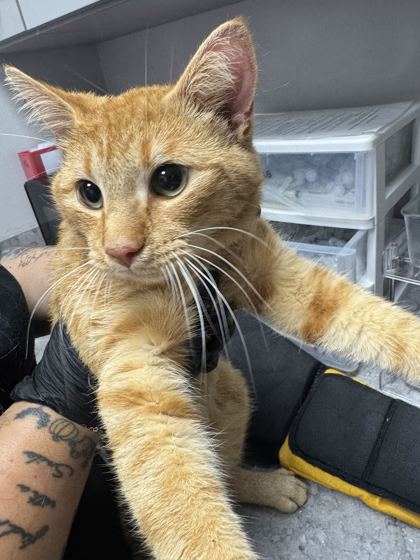 JACK-O-LANTERN - Domestic Shorthair / Mix available for adoption