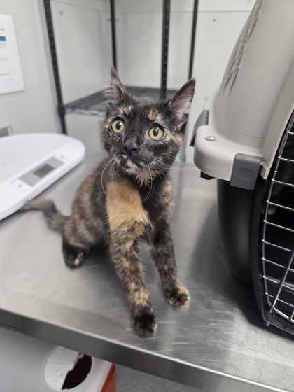 BABY SPOOKS - Domestic Shorthair / Mix available for adoption