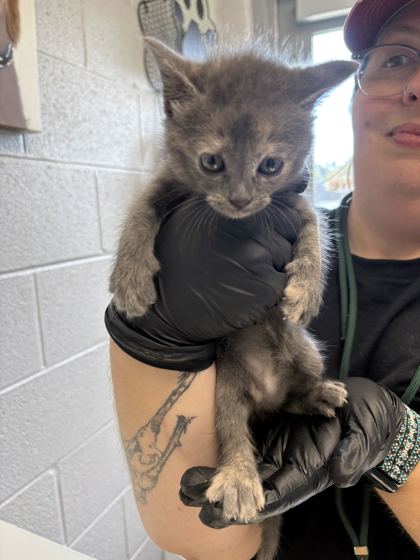 AUBURN - Domestic Shorthair / Mix available for adoption