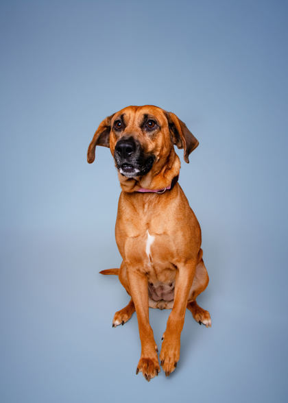 DELTA DAWN - Mountain Cur / Mix available for adoption