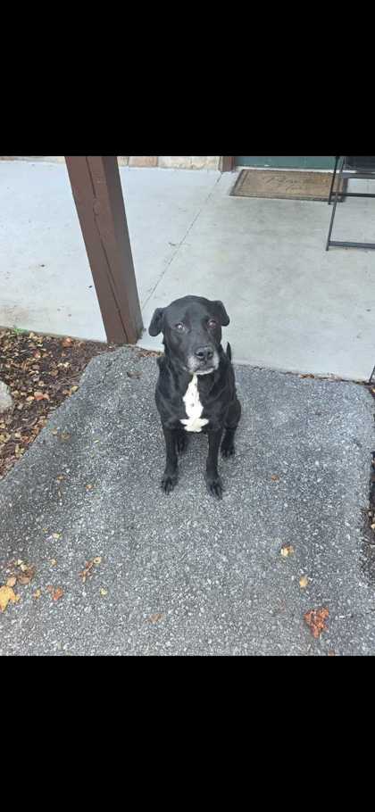 PLUTO - Labrador Retriever / Mix available for adoption