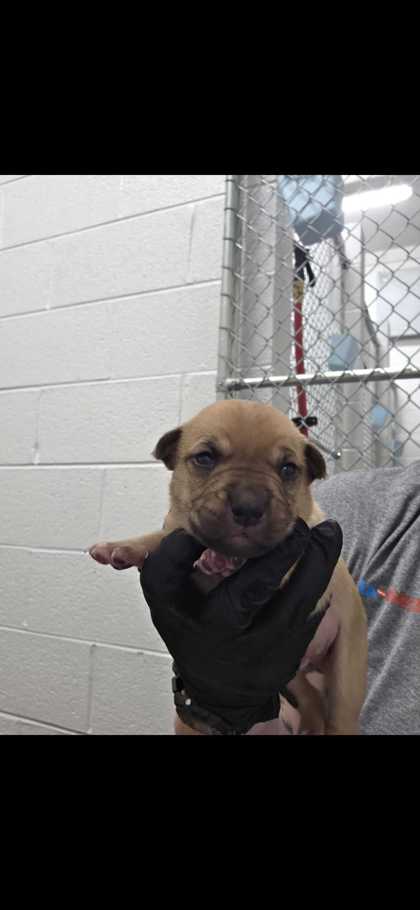TANK - Short Coat Chihuahua / Mix available for adoption