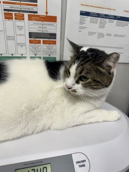 ELMIE - Domestic Shorthair / Mix available for adoption