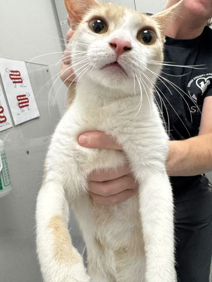 CATRINA - Domestic Shorthair / Mix available for adoption