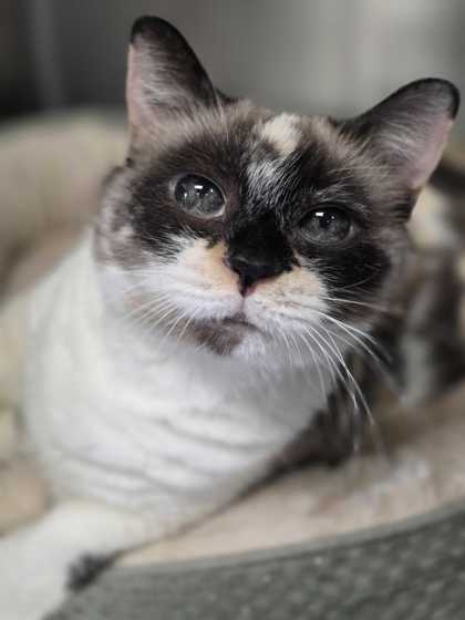 NEEKI - Siamese / Mix available for adoption