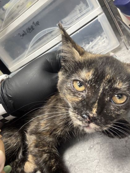 TE FITI - Domestic Shorthair / Mix available for adoption