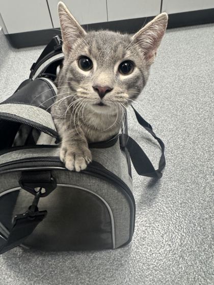 TOMCAT - Domestic Shorthair / Mix available for adoption