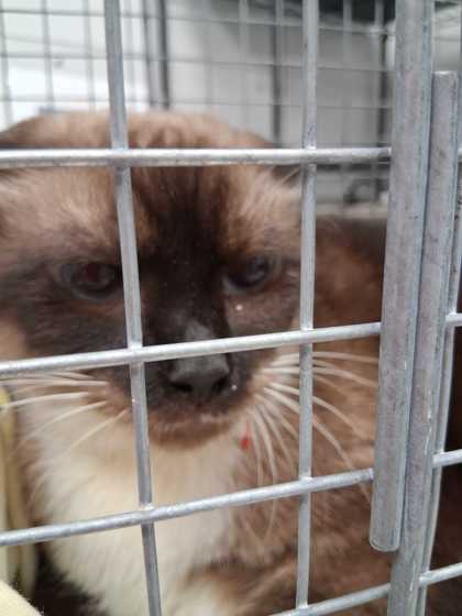 LJ - Domestic Shorthair / Mix available for adoption