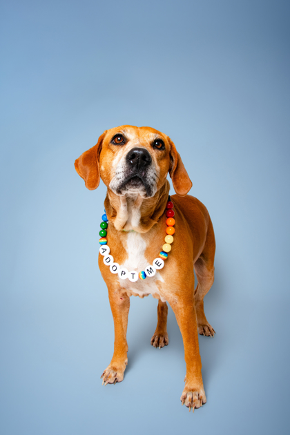 GRANNY GATEWOOD - Hound / Mix available for adoption