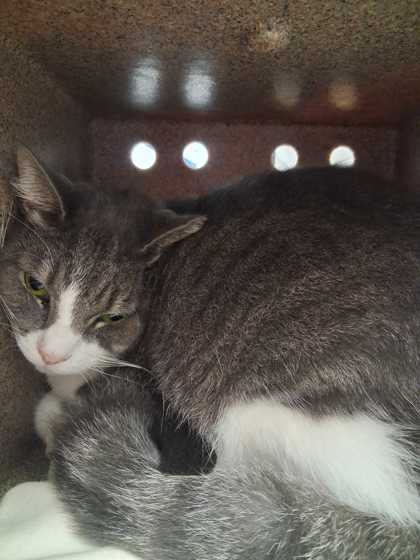 PRECIOUS - Domestic Shorthair / Mix available for adoption
