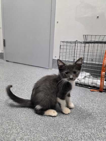 HALLIWELL - Domestic Shorthair / Mix available for adoption