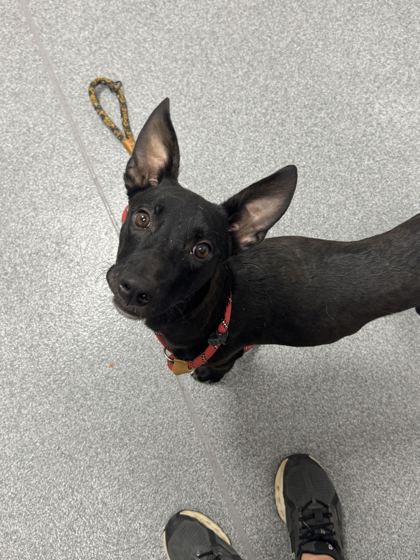 WINNIE - Labrador Retriever / Mix available for adoption