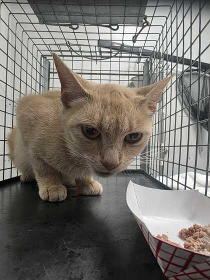 GIRATINA - Domestic Shorthair / Mix available for adoption