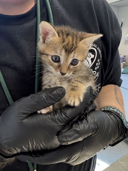 ARTIC - Domestic Shorthair / Mix available for adoption
