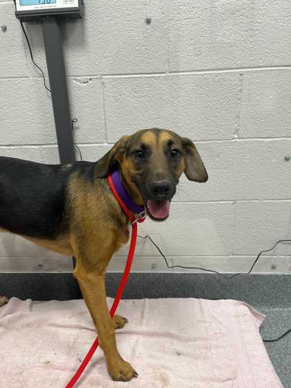 RUBY - Mixed Breed, Medium (up to 44 lbs fully grown) / Mix available for adoption
