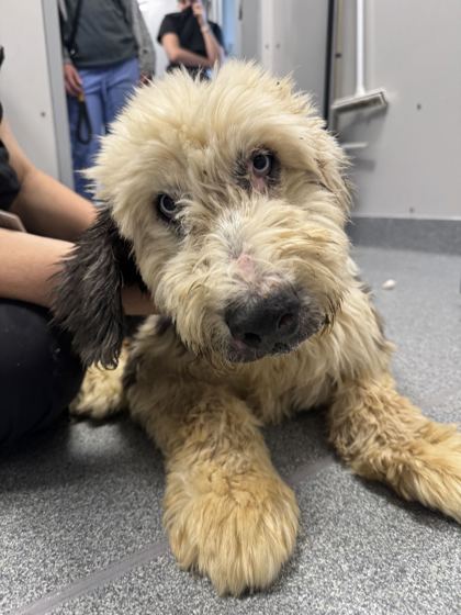 ARLIE - Shetland Sheepdog / Standard Poodle available for adoption