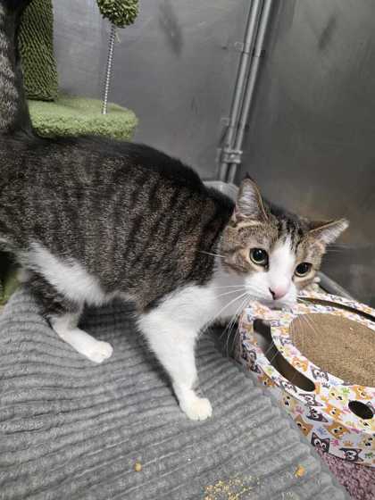 TINY TILLY - Domestic Shorthair / Mix available for adoption
