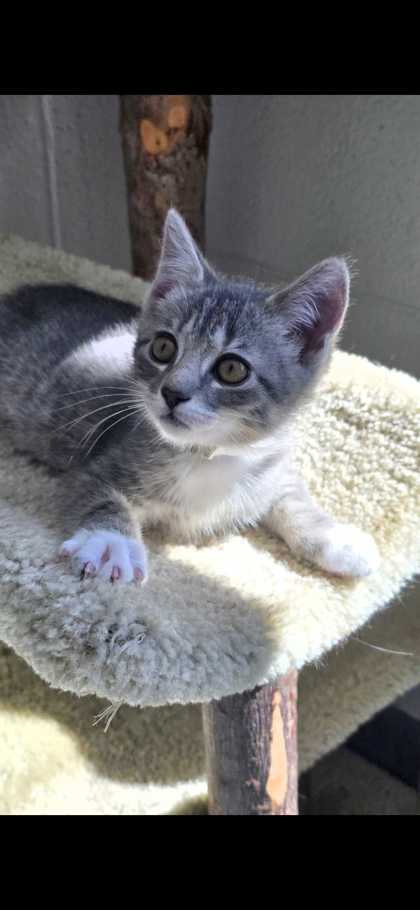BONES - Domestic Shorthair / Mix available for adoption