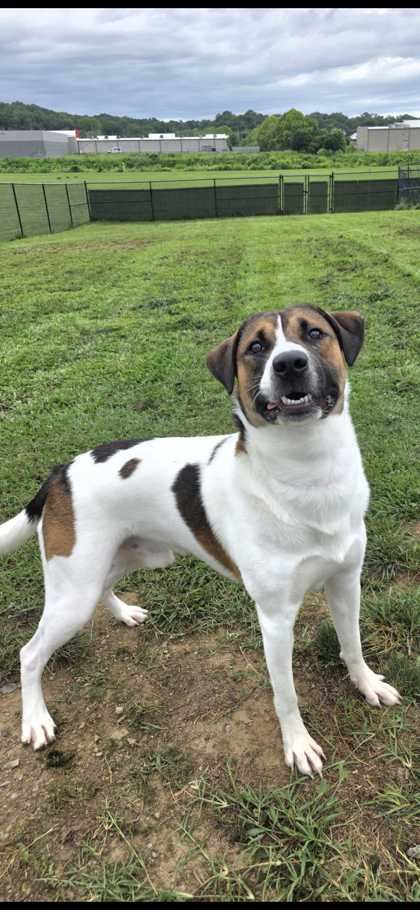 MYLOH - Hound / Mix available for adoption