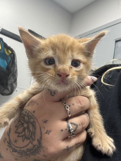 SPOOKTACULAR - Domestic Shorthair / Mix available for adoption