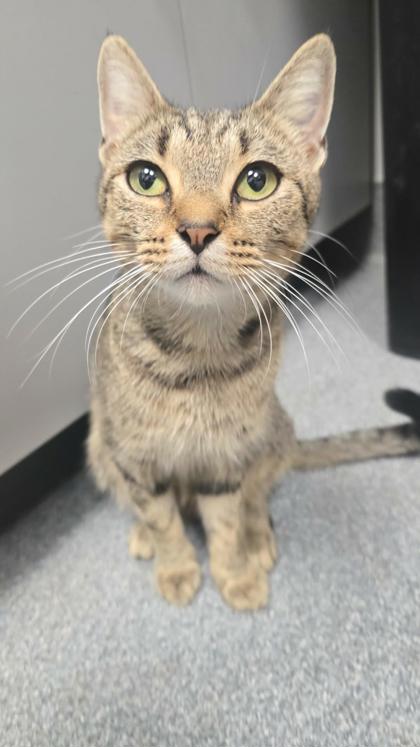 FRANNY - Domestic Shorthair / Mix available for adoption