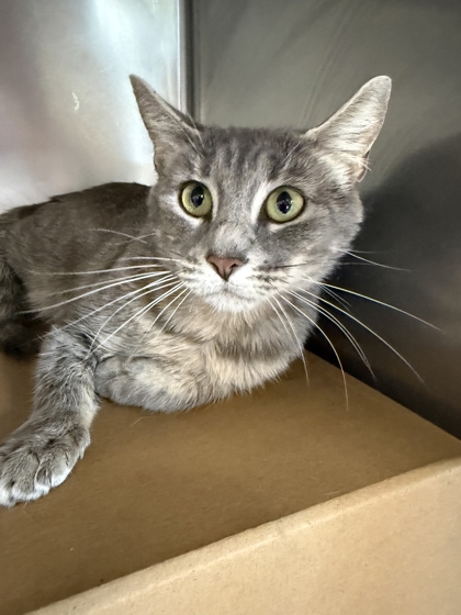 ZEN - Domestic Shorthair / Mix available for adoption