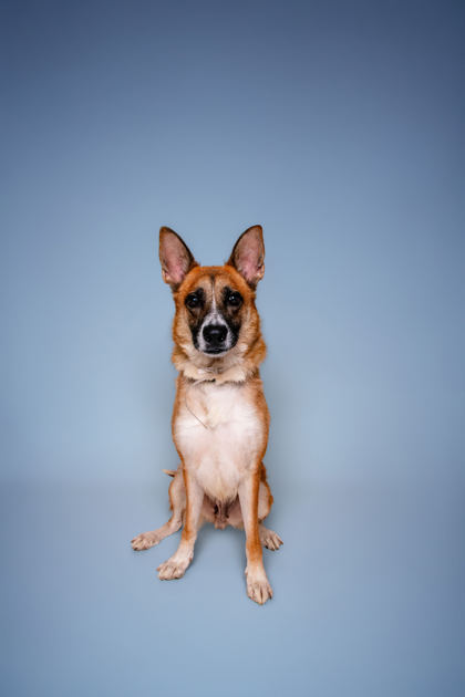 ARMANA - German Shepherd / Mix available for adoption