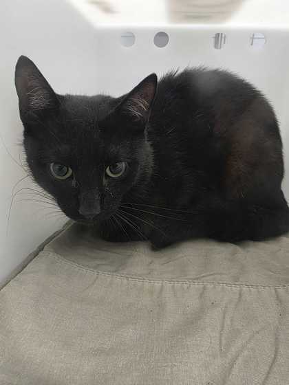SNAPBACK - Domestic Shorthair / Mix available for adoption