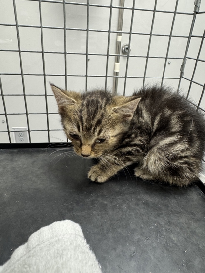 RHONDA - Domestic Shorthair / Mix available for adoption