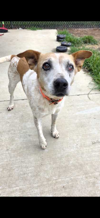 PICKLES - Australian Cattle Dog / Mix available for adoption