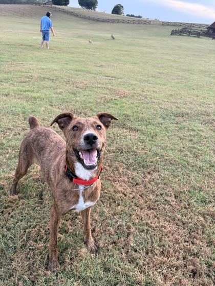 DELILAH - Hound / Mix available for adoption