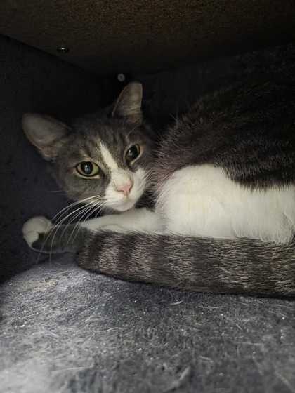 PRECIOUS - Domestic Shorthair / Mix available for adoption