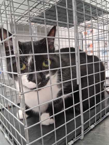 BANDIT - Domestic Shorthair / Mix available for adoption