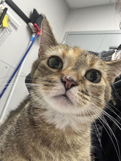 BOO - Domestic Shorthair / Mix available for adoption